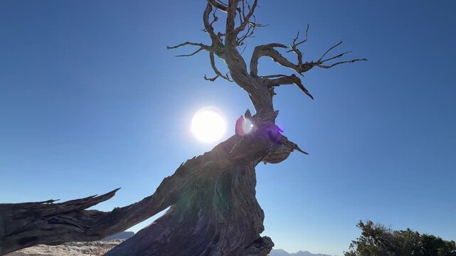 Dry juniper species in the mountains and its survival