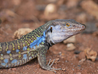 Colorful Lizard on the Ground