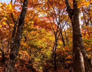 Fototapeta premium Autumn forest canopy, vibrant colors