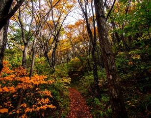 Naklejka premium Autumn forest path (2)