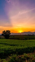 Sunrise over a lush field