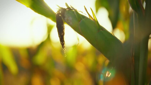 Ripe corn stands tall in a golden field during sunset, showcasing the beauty of agricultural life. The warm light highlights the vibrant green leaves and the texture of the corn