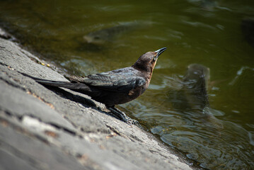 Quiscalus Mexicanus/Zanate Mexicano. A la orilla de lago.