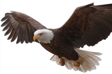 Fototapeta premium Majestic American bald eagle soaring gracefully through the clear sky, showcasing incredible wingspan and strength in flight above natural landscapes