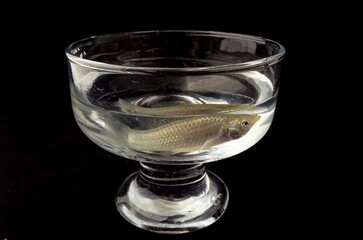 Fish in a glass bowl