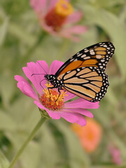 butterfly on flower
