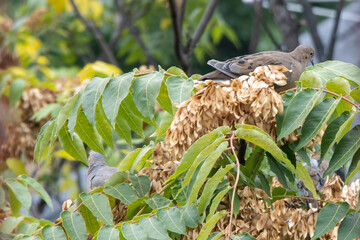 Dove sitting in a tree