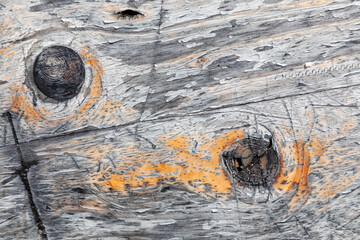 pattern of old dried wood in detail