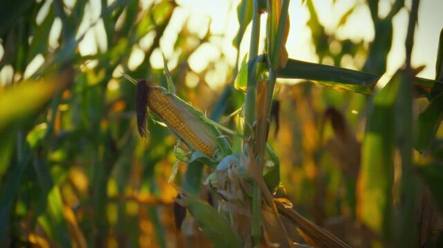 Tall green stalks of corn fill the field, illuminated by warm afternoon sunlight. Ripe ears of corn hang prominently, ready for harvest. The scene captures the tranquility of rural life