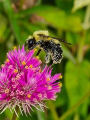 bee on a flower