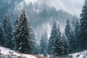 Obraz premium Winter landscape showcasing a tranquil pine forest blanketed in snow with mist rising among the trees in a serene natural setting during the cold season