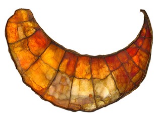 Abstract Dried Seed Pod, Autumnal Hues, Nature Macro Photography