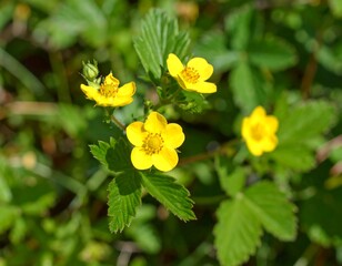 Close-up of bright yellow flowers (2)