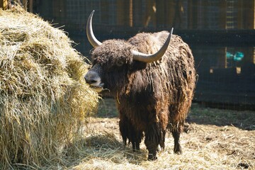 buffalo in the field