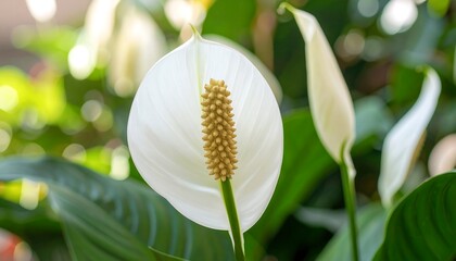A white Spathiphyllum flower with a yellow spadix amid green leaves, bright and serene