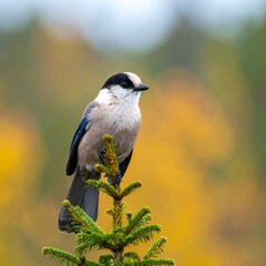 Bird perched on a branch (2)