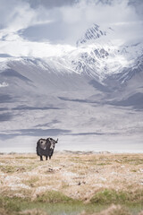 A lone yak grazes and wanders through grassy pastures in the Tien Shan Mountains of the Pamirs in Tajikistan, against the backdrop of mountain peaks with snow and glaciers