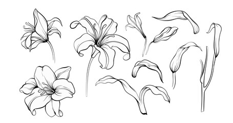 Flowers illustration set. Flowers and leaves collection