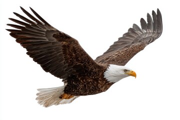 Obraz premium Majestic bald eagle in flight captures the essence of nature's grandeur over a clear sky landscape
