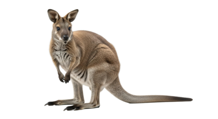Wallaby standing isolated on white background looking at the viewer.