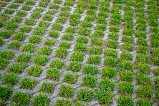 Grass growing through permeable paving stones. Eco-friendly urban ground cover for sustainable landscaping. Modern eco-pavement design for parks, courtyards or driveways. Real photo