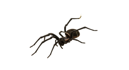 Black spider with long legs on white background studio shot macro.