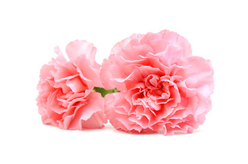 Stack pink Carnations on white background