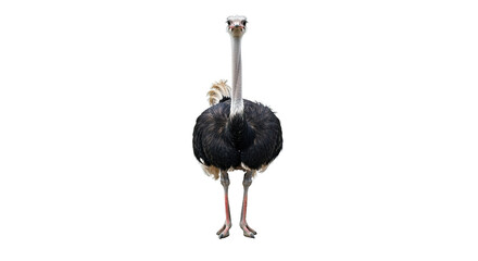 Ostrich standing tall facing forward isolated on a white background.