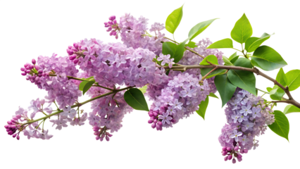 A beautiful lilac branch isolated on transparent background showcases delicate purple flowers and vibrant green leaves, capturing the essence of spring in a stunning floral display