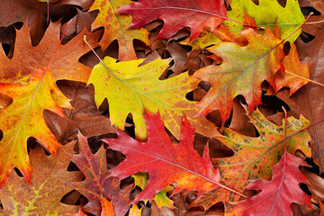 Autumn colorful fall leaves as background, top view. Autumn leaves in yellow, red, orange and green...
