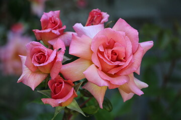 pink roses 