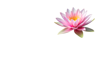 A pink lotus flower isolated on transparent background, showcasing its delicate petals and vibrant yellow center, creating a serene and visually appealing image