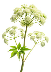 Angelica archangelica, a tall biennial plant with spherical clusters of greenishwhite flowers, isolated on transparent background, showcasing its delicate and ethereal beauty