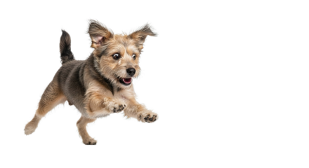 Small dog runs toward a red ball on a white background.