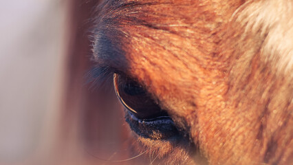 Close-up detail of a horse eye with blonde mane, symbolizing strength, freedom and beauty. Animal portrait in natural light, perfect for concepts of nature, wildlife and emotional connection. 