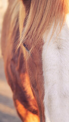 Close-up detail of a horse eye with blonde mane, symbolizing strength, freedom and beauty. Animal portrait in natural light, perfect for concepts of nature, wildlife and emotional connection. 