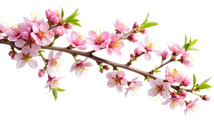 Obraz premium A delicate peach blossom branch isolated on transparent background, showcasing the beauty of spring with its soft pink petals and vibrant green leaves, creating a serene and elegant image