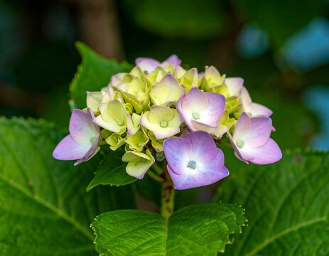 Close-up of a vibrant flower cluster