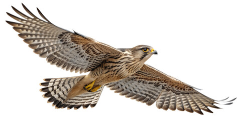 Fototapeta premium Falcon PNG – Realistic Flying Bird of Prey on Transparent Background