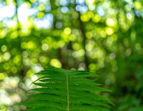 Close-up fern in a sunlit forest