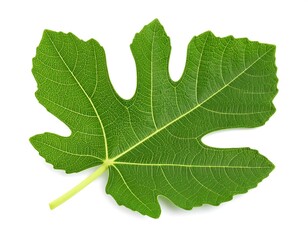 Naklejka premium Close-up of a vibrant green fig leaf (1)