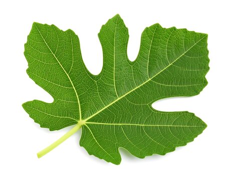 Close-up of a vibrant green fig leaf (1)