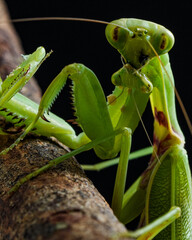 praying mantis on green leaf