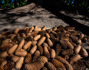 Fototapeta premium Pile of Pine Cones on Forest Floor with Natural Sunlight and Shadows