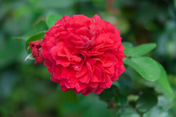 Close-up of a deep, velvety red rose in full bloom. The vibrant color strongly contrasts with the dark, blurred green background.