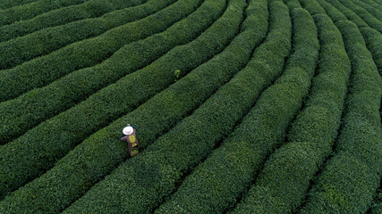 Aerial View of Green Tea Plantation with Woman Worker Harvesting Tea Leaves Under Cloudy Skies © Athar