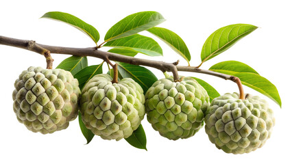 Fototapeta premium Custard apples on a branch isolated on transparent background, showcasing the fruits unique texture and vibrant green leaves, evoking a sense of tropical freshness and natural beauty