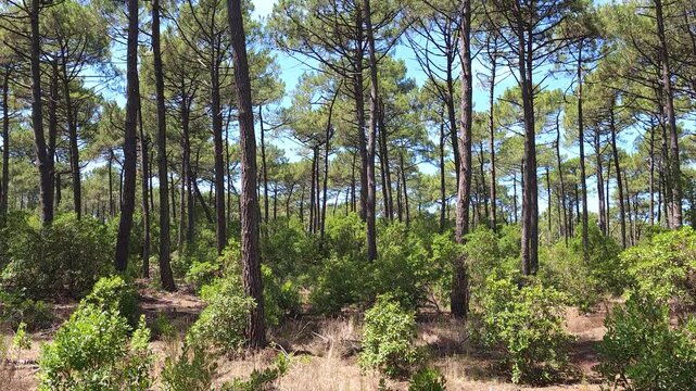 The cicadas song in a sunny pine forest, Gironde, French pine forest sound in summer, forest background