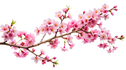 A delicate cherry blossom branch, isolated on transparent background, showcases the beauty of spring with its soft pink petals and intricate floral arrangement, evoking serenity