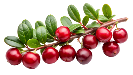 A vibrant sprig of lingonberries isolated on transparent background, showcasing their glossy red color, round shape, and fresh green leaves, a delightful representation of natures bounty